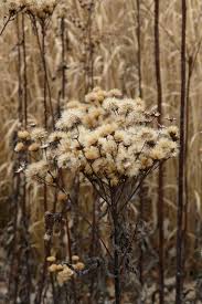 Ironweed - Vernonia fasciculata | Prairie Nursery