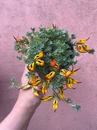 Image result for Lotus corniculatus