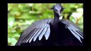 The daily rhythm of light and dark apart from owls, our other nocturnal songsters, corncrakes, nightjars and nightingales are all migratory birds with a short and well defined song period during the spring and summer months. Night Time Day Time Bird Youtube