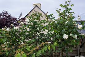 We did not find results for: Rosa Madame Alfred Carriere Papi Joe S Garden