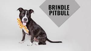 Since she was an owner surrender she went straight to the euthanasia room. Brindle Pitbull Complete Guide For The Owner Petmoo