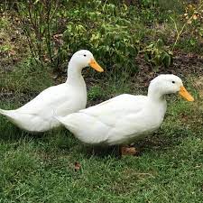 Maybe you would like to learn more about one of these? Grimaud Hybrid Pekin Day Old Ducklings