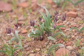 Image result for Ornithoglossum