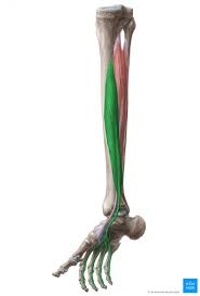 If these muscles become overused, they can stain or tear. Flexor Digitorum Longus Origin Insertion Action Kenhub