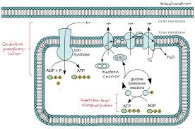 To emphasize this point even more, the equation for photosynthesis is the opposite of cellular respiration. Redox Reactions Biology For Majors I