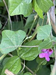 Image result for Dolichos trilobus