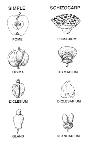 Pin By Eric Judkins Van On Botany Flower Science Plant Science Trees To Plant