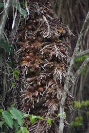 Image result for Raphia rostrata