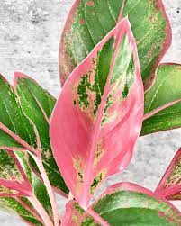 Winter Morgen On Instagram Look At How Much Pink Is On This Newest Leaf From Holly Aglaonema Siam Aurora Plant Leaves Plants Pink Leaves