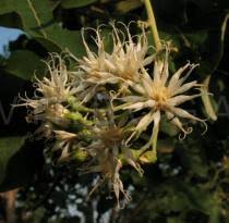 Image result for Vernonia colorata