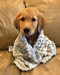 Adorable mini golden doodle puppies, mother is a lovable bundle of joy. Cute Golden Retriever Puppy Photos Novocom Top