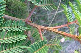 Image result for Caesalpinia decapetala