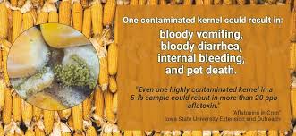 Although the pet food industry cleverly embroiders the truth and is charitable with themselves for past errors (and the thousands of animals diseased from reliance on the 100% complete claim), the caring pet owner should not be. Surge Of Pet Deaths Linked To The Most Common Pet Food Ingredient