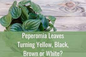 A pathogen that spread through the soil, rhizoctonia, is a result of a fungus that spread thread like thread on many plants. Peperomia Leaves Turning Yellow Black Brown Or White Ready To Diy