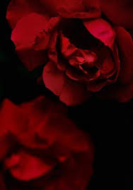 Discover more posts about aestheitcs, dreamy, aestethic, green aesthetic, brown aesthetic, a e s t … Red Devotion Red Aesthetic Shades Of Red Red Roses