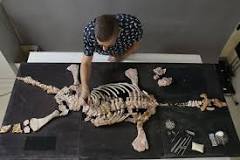Image result