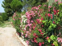 Une Haie Avec Des Fleurs En Blanc Et En Rose Idees Jardin Haie Laurier Terrasse Jardin