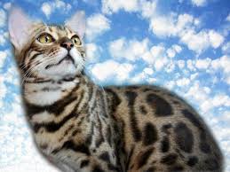 They love to play, are constantly moving around and love to be busy. Bengal Cat Breeders Indiana