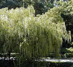 Image result for Iteaceae