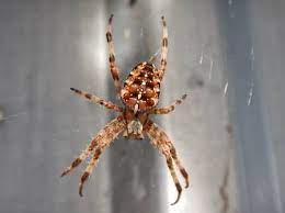 The wolf spider species can be found all across america and more often than not, in your backyard. How Do I Get Rid Of Spiders In My Apartment Apartment Abc