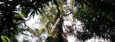 Image result for Loxogramme abyssinica