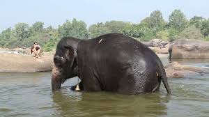 Video shows baby elephant bathing in a tub, netizens adore the baby tuskers' antics baby elephants are new to the world. Mother And Baby Elephant Bathing Stock Footage Video 100 Royalty Free 7218922 Shutterstock