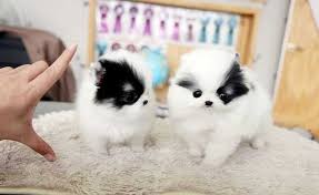 Teacup Pomeranian Puppies Very Tiny For Sale Adoption From New South Wales Sydney Metro Adpost Com Classifieds Australia 49989 Teacup Pomeranian Puppies