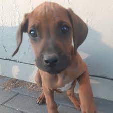 Rhodesian ridgeback puppies for sale @ r4000 each. Rhodesian Ridgeback Puppies For Sale Junk Mail