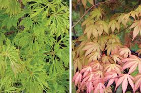Check spelling or type a new query. Smaller Ornamental Trees Mitre 10