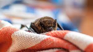 Im falle einer solchen invasion können sie sich selbst helfen, indem sie abends das fenster weit öffnen und die fledermäuse verlassen von alleine das zimmer. Fledermaus Im Haus So Kannst Du Ihr Helfen Utopia De
