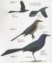 Black Bird With Two Long Tail Feathers Great Tailed Grackle Grackle Black Bird Animals