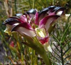 Image result for Disa aconitoides
