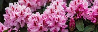 Blooms mid to late spring & reaches roughly 5 feet tall. Ratgeber Rhododendron Dehner