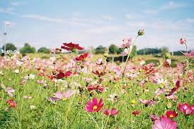 Cosmos Bipinnatus By Seiman C On Flickr Flower Feild Flower Field Amazing Nature