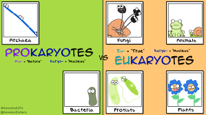 Amoeba Sisters Gif Find Share On Giphy Prokaryotes Biology Lessons Teaching Biology