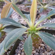 Image result for Euphorbia platycephala