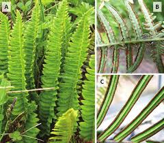 Image result for Lonchitis