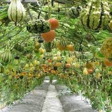 We did not find results for: 10 Pumpkin Care Trellises Ideas Growing Pumpkins Giant Pumpkin Pumpkin Trellis