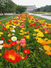 L Instant Gramme 24 Jardin Des Plantes Paris Belles Fleurs Fleur Jardin