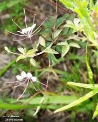 Image result for Cleome aculeata