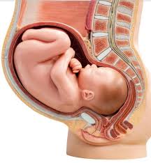 أسباب عدم نزول الجنين في الحوض في الشهر التاسع – زيادة