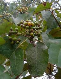 Image result for Cordia africana
