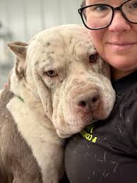 Sunshine and smiles. Here are just a few of our adoptable dogs. If you're  interested in meeting any of them go to Poundbuddies.org and fill out a  MyPet profile.