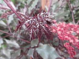 Image result for Leea guineensis