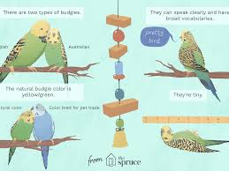 I have a proven pair of lutino red eyes parakeets budgies. Learn All About Pet Budgie Birds