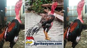 Taruhan sabung ayam adalah situs web alternatif www.s128.net bandar judi taruhan agen sabung ayam online permainan ayam aduan, cockfight indonesia. Sejarah Kehebatan Ayam Saigon Dari Vietnam Di 2020 Ayam Bangkok Hewan