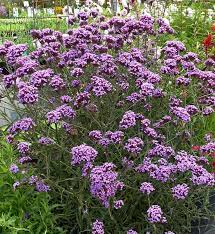 We did not find results for: Verbena Bonariensis Lollipop Flower Farm Verbena Bonariensis Wildflower Garden