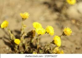 Image result for Hirpicium gazanioides