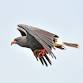 Birding & Photography at Lakeside STA (2) event image