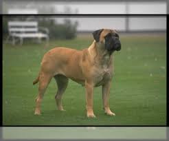 Search for dogs closest to your area by changing the search location. Bullmastiff Puppies For Sale In Usa Page 1 10 Per Page Puppyfinder Com